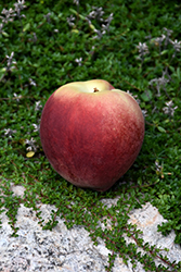 Babcock Peach (Prunus persica 'Babcock') at Lakeshore Garden Centres
