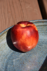 Red Gold Nectarine (Prunus persica var. nucipersica 'Red Gold') at Lakeshore Garden Centres