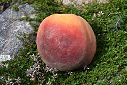 Santa Barbara Peach (Prunus persica 'Santa Barbara') at Lakeshore Garden Centres