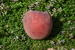Redskin Peach (Prunus persica 'Redskin') at Lakeshore Garden Centres