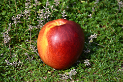 Hardired Nectarine (Prunus persica var. nucipersica 'Hardired') at Lakeshore Garden Centres