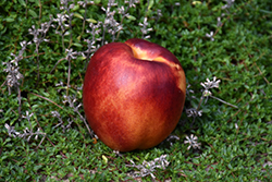Juneglo Nectarine (Prunus persica var. nucipersica 'Juneglo') at Lakeshore Garden Centres