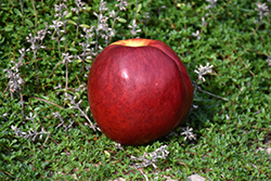 Necta Zee Nectarine (Prunus persica var. nucipersica 'Necta Zee') at Lakeshore Garden Centres