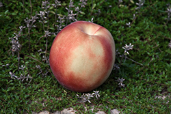 Q-1-8 White Peach (Prunus persica 'Q-1-8 White') at Lakeshore Garden Centres