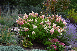 Pinky Winky Hydrangea (Hydrangea paniculata 'DVP PINKY') at A Very Successful Garden Center