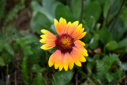 Blanket Flower (Gaillardia aristata) at Lakeshore Garden Centres