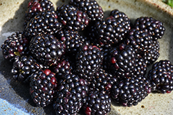 Navaho Thornless Blackberry (Rubus 'Navaho') at Lakeshore Garden Centres