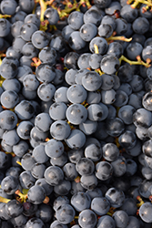 Steuben Grape (Vitis 'Steuben') at Lakeshore Garden Centres