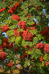 Edulis Mountain Ash (Sorbus aucuparia 'Edulis') at Lakeshore Garden Centres