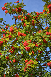 European Mountain Ash (Sorbus aucuparia) at Lakeshore Garden Centres