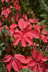 Woodbine (Parthenocissus inserta) at Lakeshore Garden Centres