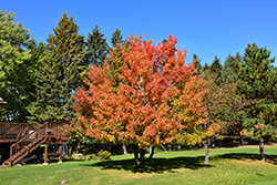 Ussurian Pear (Pyrus ussuriensis) at Lakeshore Garden Centres