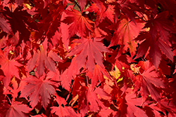 Final Fire Maple (Acer 'IslFinFi') at Lakeshore Garden Centres