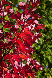 Red Sentinel Maple (Acer rubrum 'Red Sentinel') at Green Thumb Garden Centre
