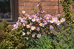 Hillside Sheffield Chrysanthemum (Chrysanthemum 'Hillside Sheffield Pink') at Lakeshore Garden Centres