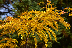 Northern Acclaim Honeylocust (Gleditsia triacanthos 'Harve') at Lakeshore Garden Centres