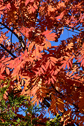 Skinner's Mountain Ash (Sorbus aucuparia 'Skinner's') at Lakeshore Garden Centres