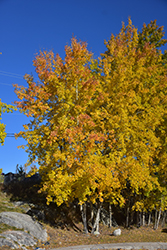 Trembling Aspen (Clump) (Populus tremuloides '(clump)') at Lakeshore Garden Centres