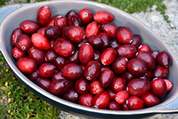 American Cranberry (Vaccinium macrocarpon) at Lakeshore Garden Centres