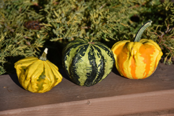 Ornamental Gourd (Cucurbita pepo 'Ornamental Gourd') at Lakeshore Garden Centres