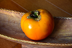 Giant Fuyu Japanese Persimmon (Diospyros kaki 'Giant Fuyu') at Lakeshore Garden Centres