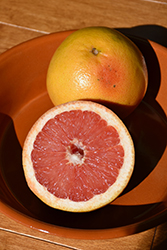 Rio Red Grapefruit (Citrus x paradisi 'Rio Red') at Lakeshore Garden Centres