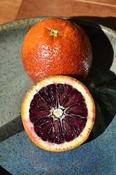 Tarocco Blood Orange (Citrus sinensis 'Tarocco') at Lakeshore Garden Centres