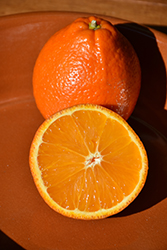 Honeybell Orange (Citrus 'Honeybell') at Lakeshore Garden Centres