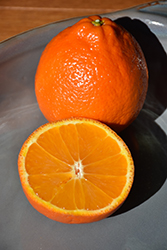 Minneola Tangelo (Citrus 'Minneola') at Lakeshore Garden Centres