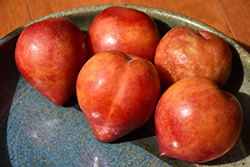 Elephant Heart Plum (Prunus 'Elephant Heart') at Lakeshore Garden Centres