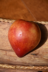 Elephant Heart Plum (Prunus 'Elephant Heart') at Lakeshore Garden Centres