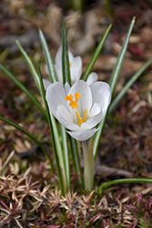 Jeanne D'Arc Crocus (Crocus 'Jeanne D'Arc') at Lakeshore Garden Centres