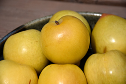 Golden Nectar Plum (Prunus 'Golden Nectar') at Lakeshore Garden Centres