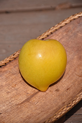 Inca Plum (Prunus 'Inca') at Lakeshore Garden Centres