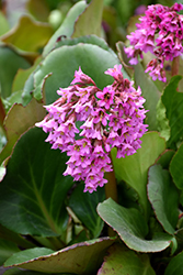 Heartleaf Bergenia (Bergenia cordifolia) at Lakeshore Garden Centres