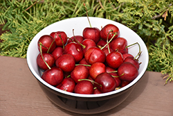 Sweetheart Cherry (Prunus avium 'Sweetheart') at Lakeshore Garden Centres