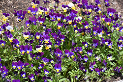 Johnny Jump-Up (Viola tricolor) at Lakeshore Garden Centres