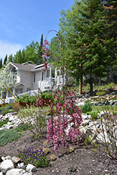 Royal Beauty Flowering Crab (Malus 'Royal Beauty') at Peter Knippel Garden Centre