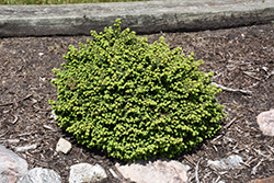 Little Gem Spruce (Picea abies 'Little Gem') at Peter Knippel Garden Centre
