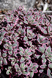 Dream Dazzler Stonecrop (Sedum 'Dream Dazzler') at Peter Knippel Garden Centre