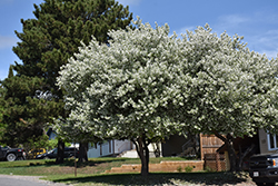 Dolgo Apple (Malus 'Dolgo') at Peter Knippel Garden Centre
