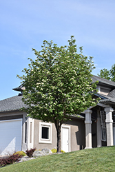 Russian Mountain Ash (Sorbus aucuparia 'Rossica') at Peter Knippel Garden Centre