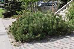 Dwarf Mugo Pine (Pinus mugo var. pumilio) at Golden Acre Home & Garden