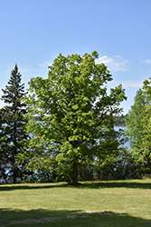 Bur Oak (Quercus macrocarpa) at Peter Knippel Garden Centre