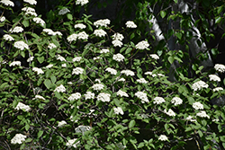 Wayfaring Tree (Viburnum lantana) at Green Thumb Garden Centre