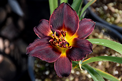 Voodoo Dancer Daylily (Hemerocallis 'Voodoo Dancer') at Lakeshore Garden Centres