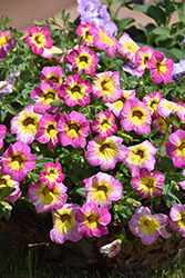 Cha-Cha Diva Hot Pink Calibrachoa (Calibrachoa 'Balchadotin') at Lakeshore Garden Centres