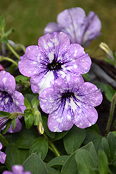 Headliner Crystal Sky Petunia (Petunia 'KLEPH20411') at Lakeshore Garden Centres
