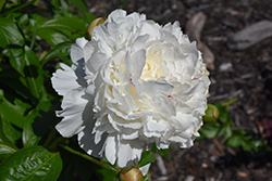 Festiva Maxima Peony (Paeonia 'Festiva Maxima') at Peter Knippel Garden Centre