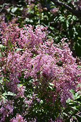 Josee Lilac (Syringa 'Josee') at Lakeshore Garden Centres